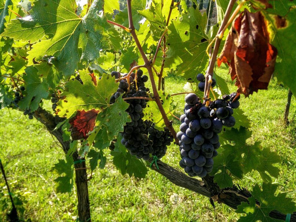 Podere Terreno Alla Via Della Volpaia Radda in Chianti Exteriér fotografie